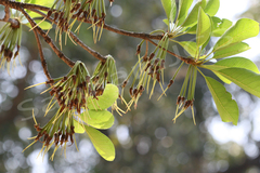 Madhuca longifolia var. latifolia